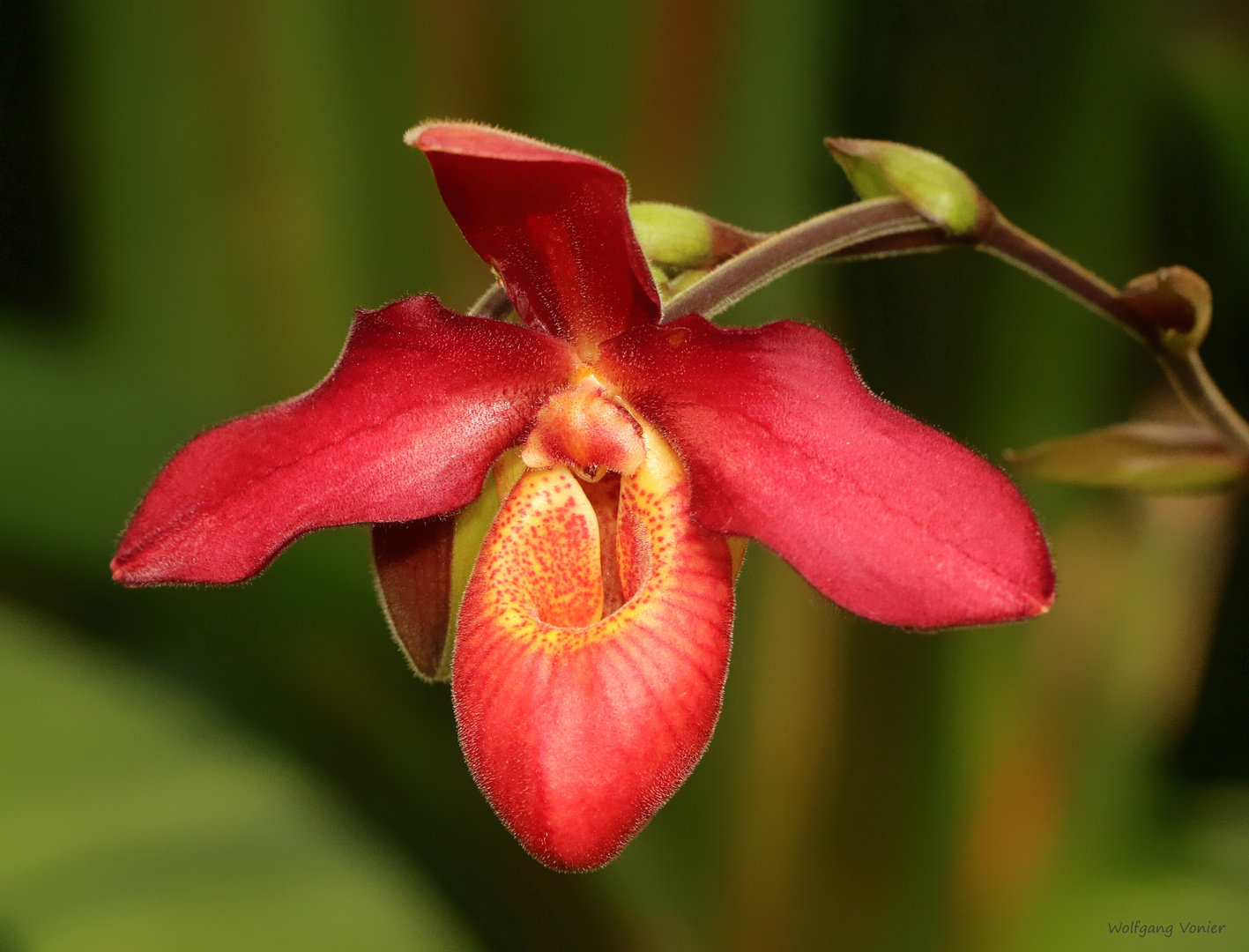 Orchideen auf der Insel Mainau