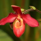 Orchideen auf der Insel Mainau