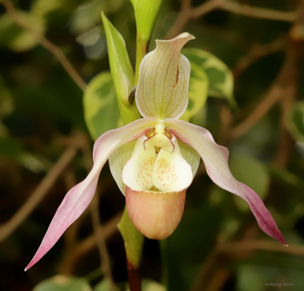 Orchideen auf der Insel Mainau