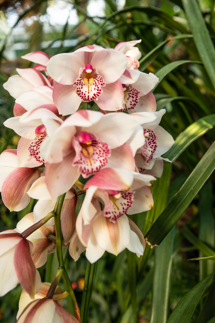 Orchideen auf der Mainau-40