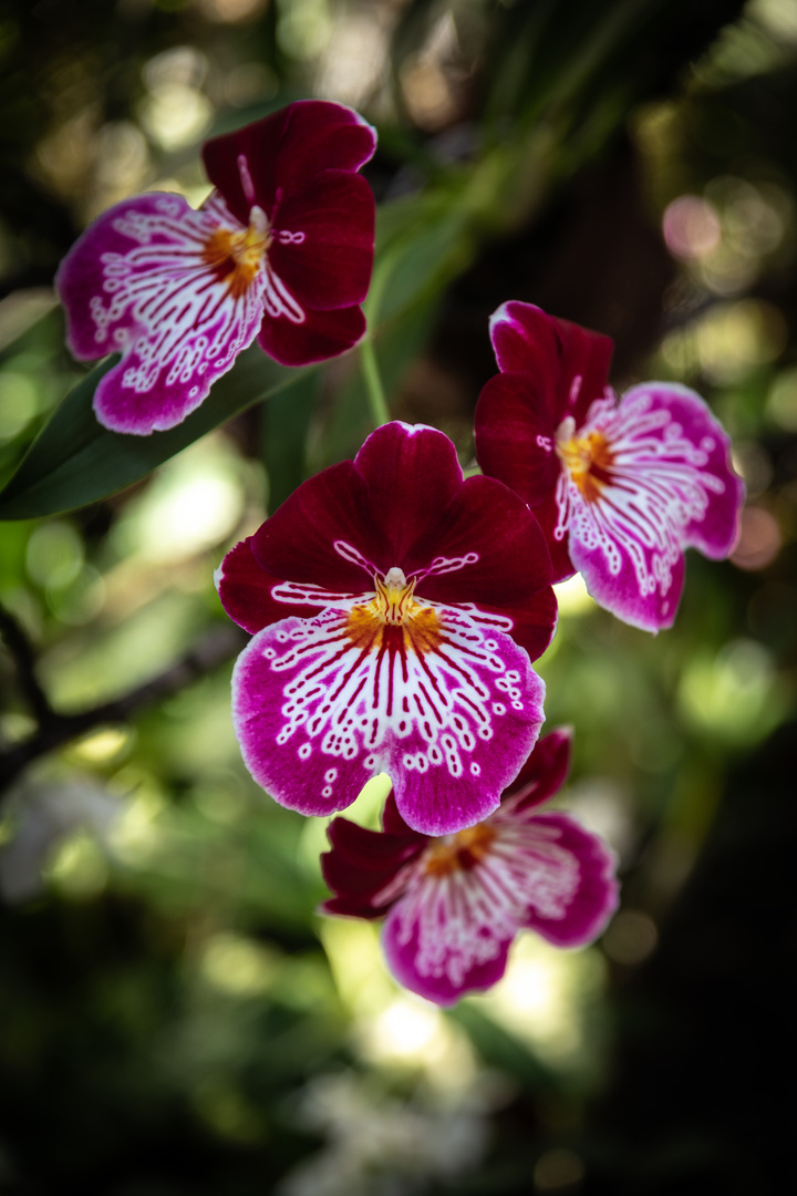 Orchideen auf der Mainau-43