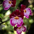 Orchideen auf der Mainau-43