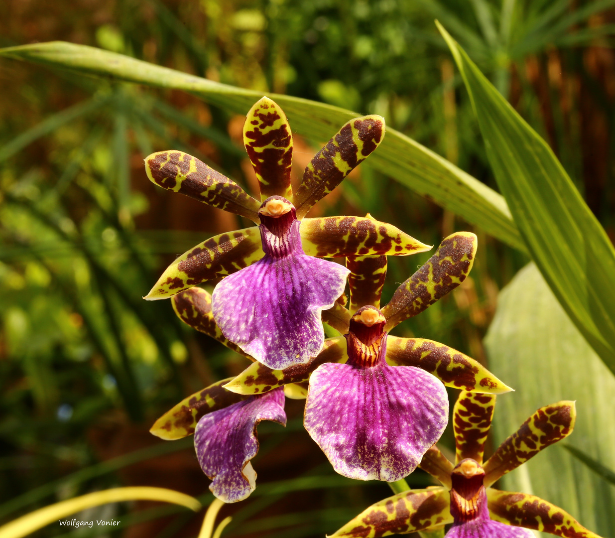 Orchideen auf der Mainau