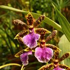Orchideen auf der Mainau