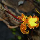 Orchideen auf der Mainau