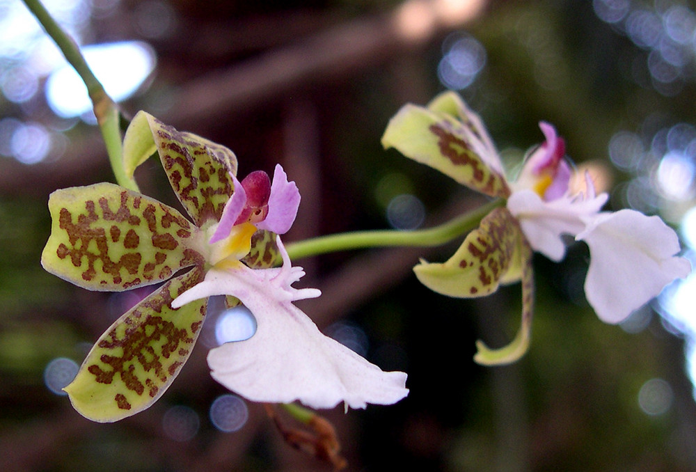 Orchideen auf der Mainau