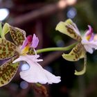 Orchideen auf der Mainau