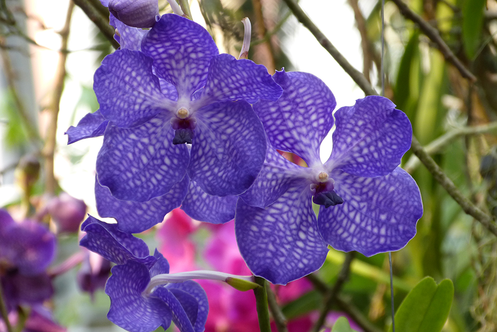 Orchideen auf der Mainau , Mainau im März