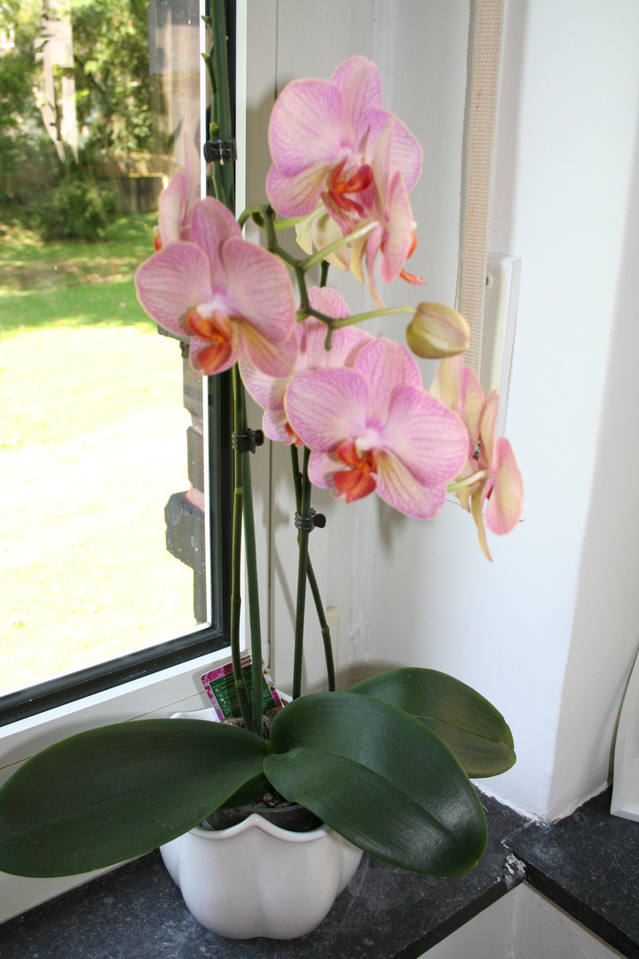 Orchideen auf Fensterbank