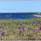 Orchideen auf Öland