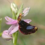 Orchideen auf Sizilien (1)