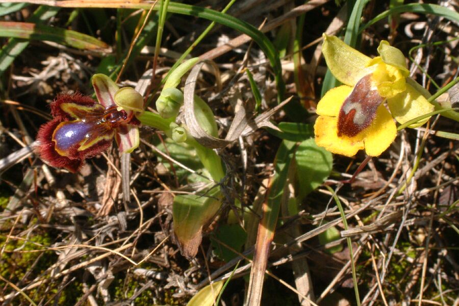 Orchideen auf Sizilien (2a)