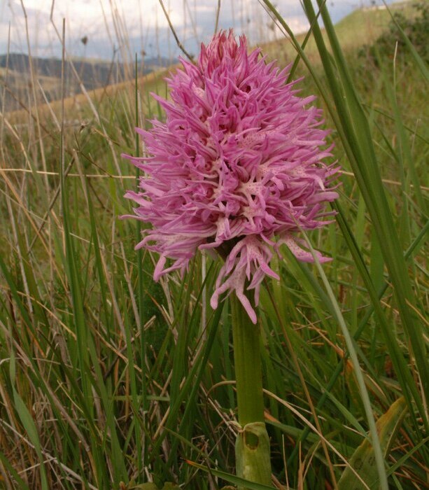 Orchideen auf Sizilien (3)