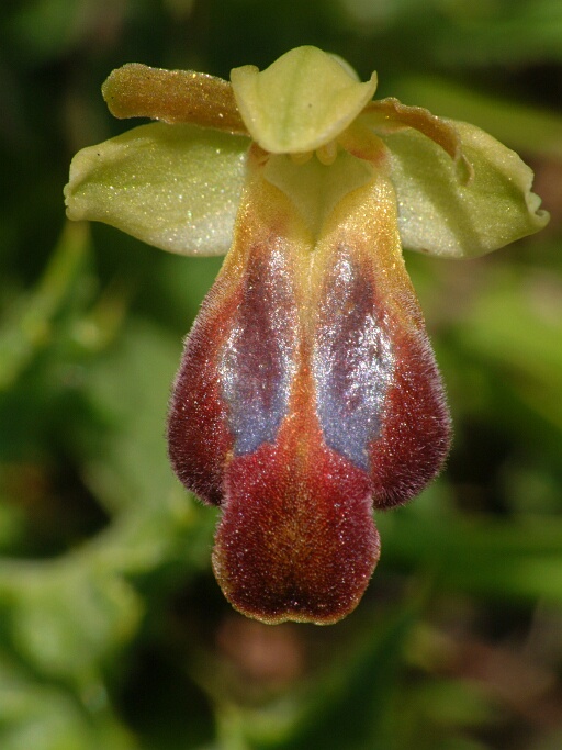 Orchideen auf Sizilien (4)