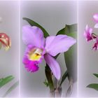 Orchideen auf unserer Fensterbank