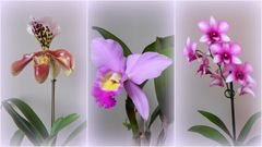 Orchideen auf unserer Fensterbank