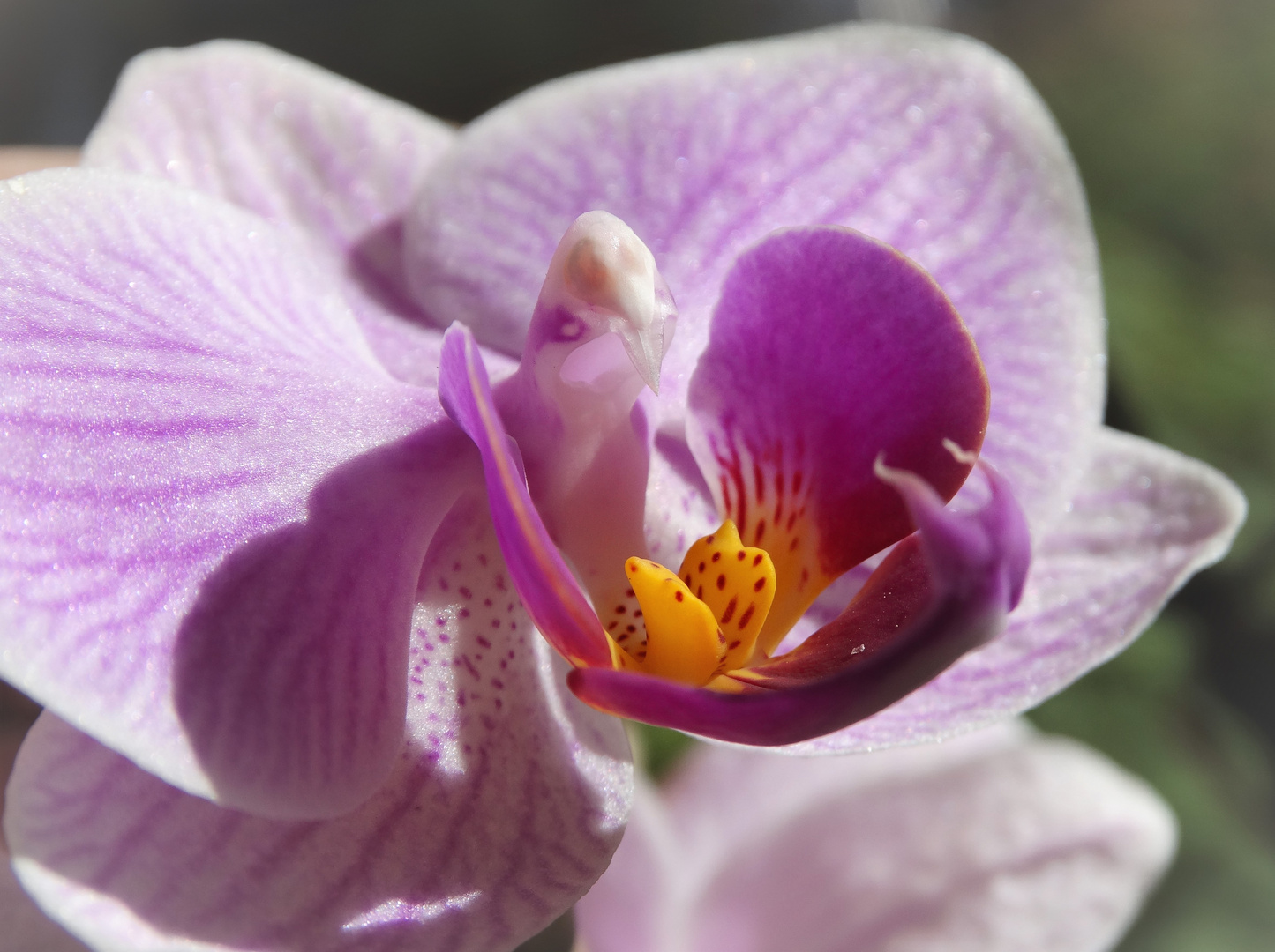 Orchideen Auge