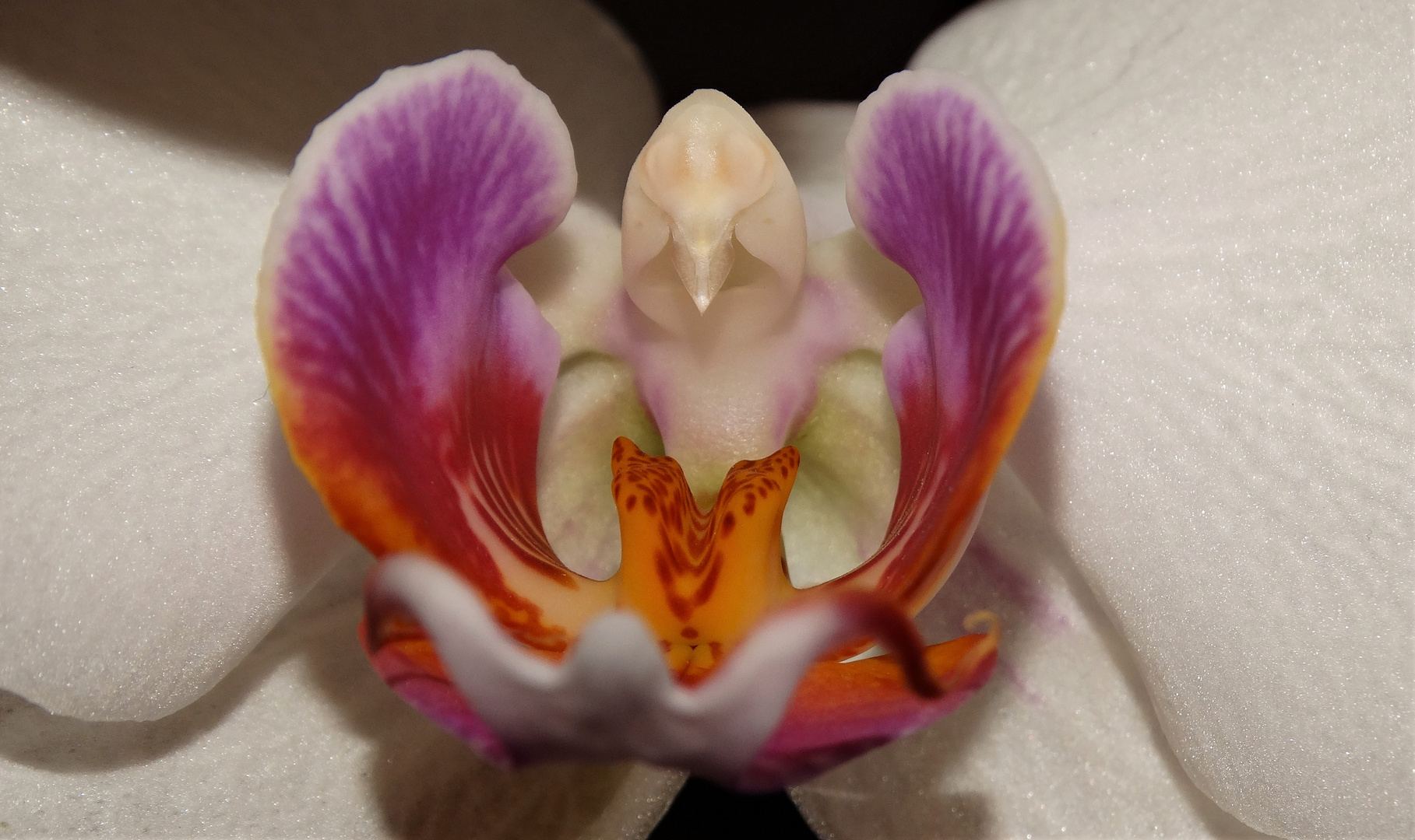 Orchideen Auge