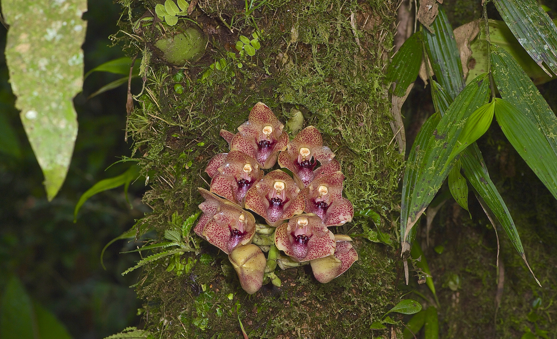 Orchideen aus dem Bergregenwald von Ecuador