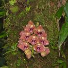 Orchideen aus dem Bergregenwald von Ecuador