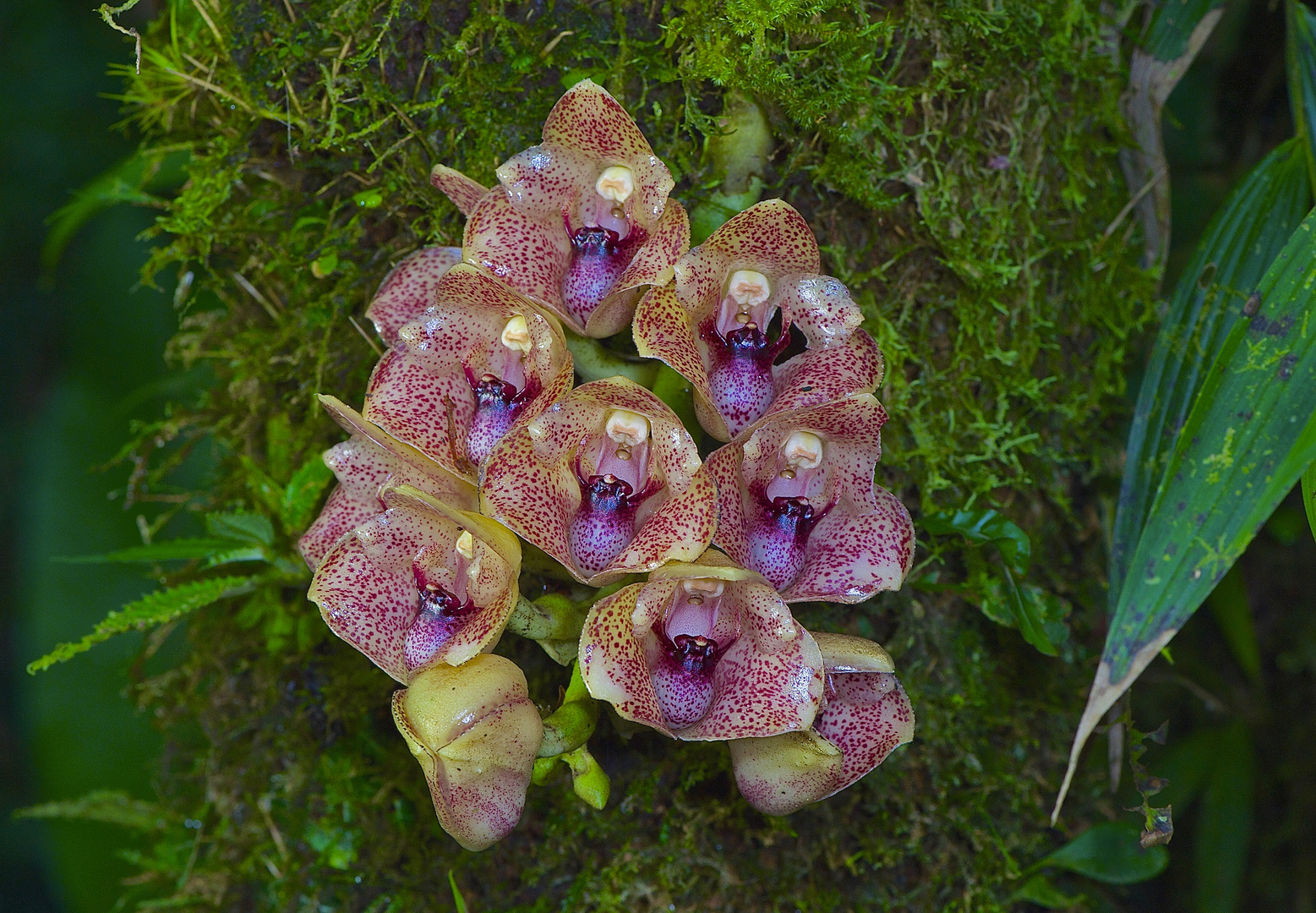  Orchideen aus dem Bergregenwald von Ecuador