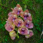  Orchideen aus dem Bergregenwald von Ecuador