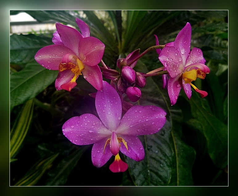 Orchideen aus dem Tropenhaus . . .