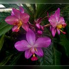 Orchideen aus dem Tropenhaus . . .