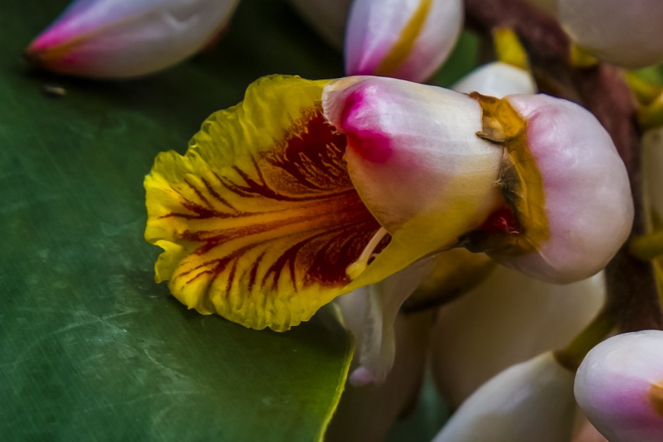 Orchideen aus der Nähe  