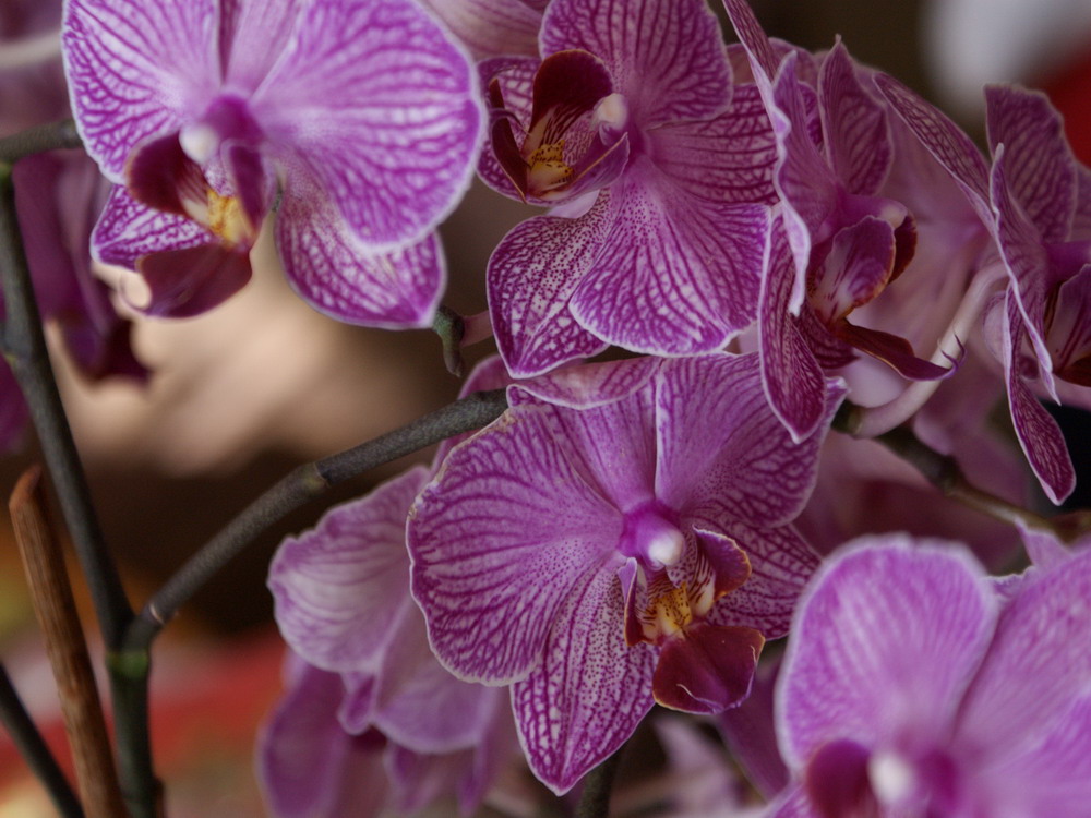Orchideen aus Muttis Bestand ;-)