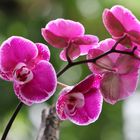 Orchideen-Ausstellung