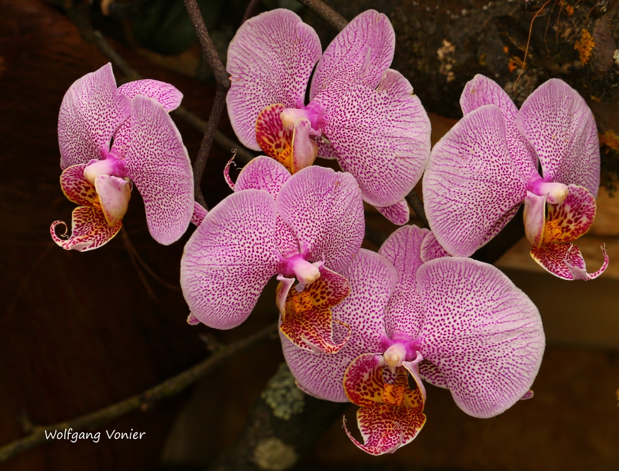 Orchideen Ausstellung auf der Insel Mainau