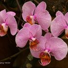 Orchideen Ausstellung auf der Insel Mainau