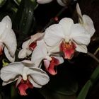 Orchideen Ausstellung auf der Insel Mainau 2022