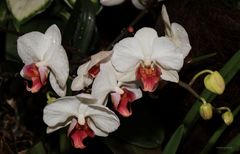 Orchideen Ausstellung auf der Insel Mainau 2022