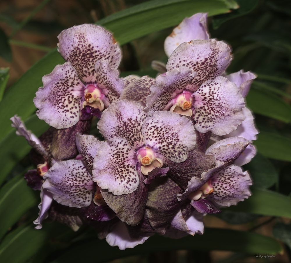 Orchideen Ausstellung auf der Insel Mainau 2022