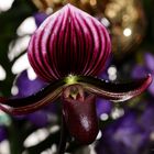 Orchideen Ausstellung auf der Insel Mainau 2022