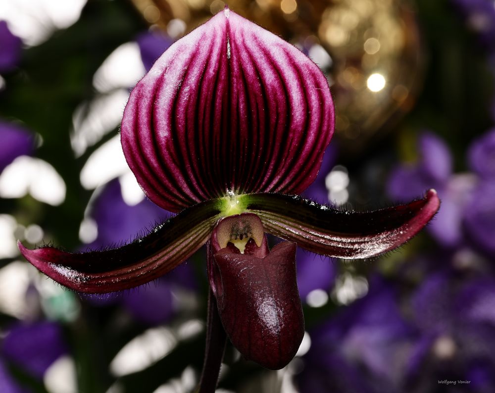 Orchideen Ausstellung auf der Insel Mainau 2022