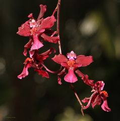 Orchideen Ausstellung auf der Insel Mainau 2022