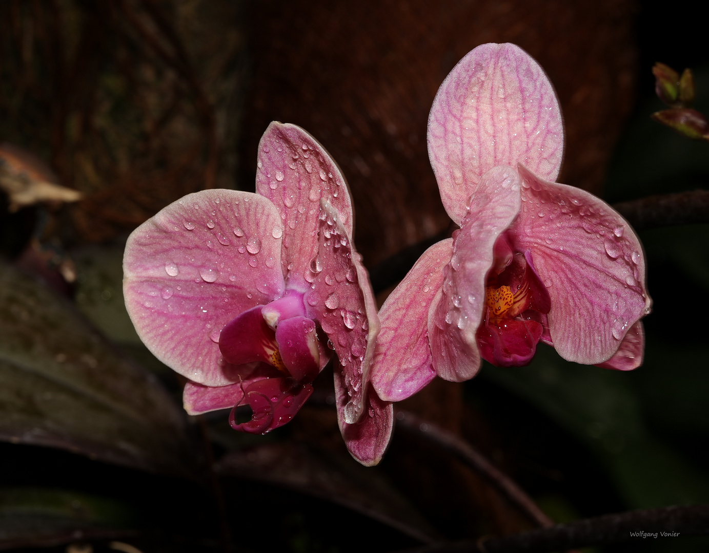 Orchideen Ausstellung auf der Insel Mainau 2022