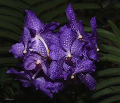 Orchideen Ausstellung auf der Insel Mainau 2022