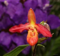 Orchideen Ausstellung auf der Insel Mainau 2022