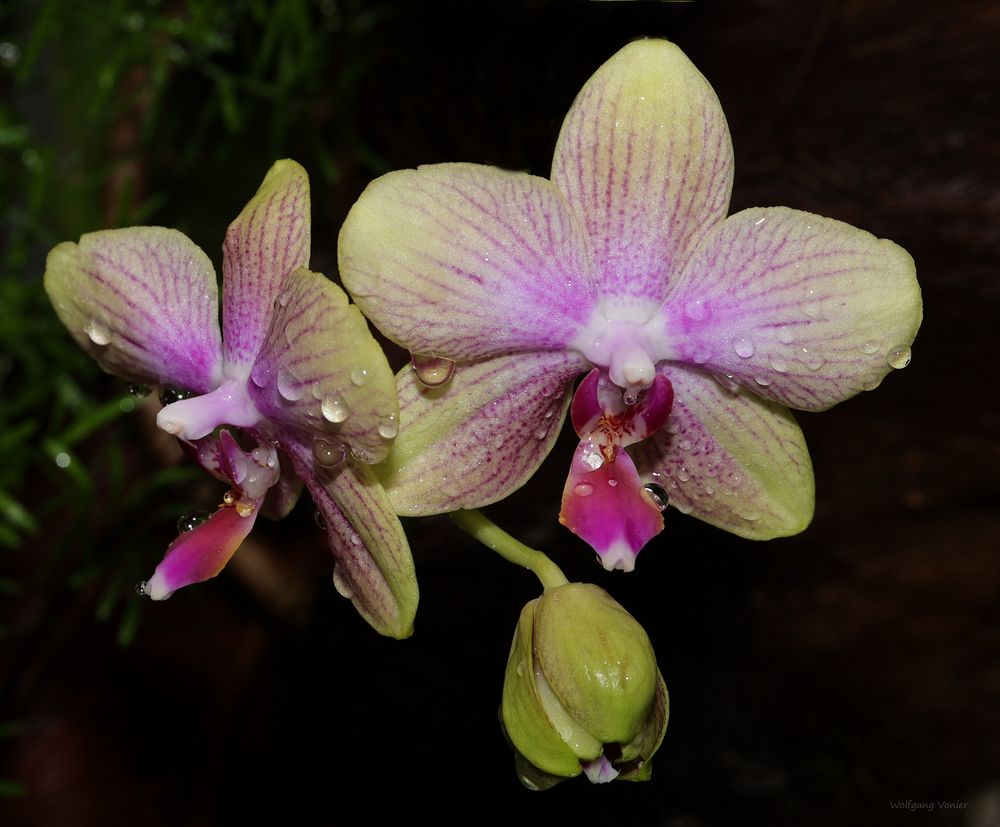 Orchideen Ausstellung auf der Insel Mainau 2022