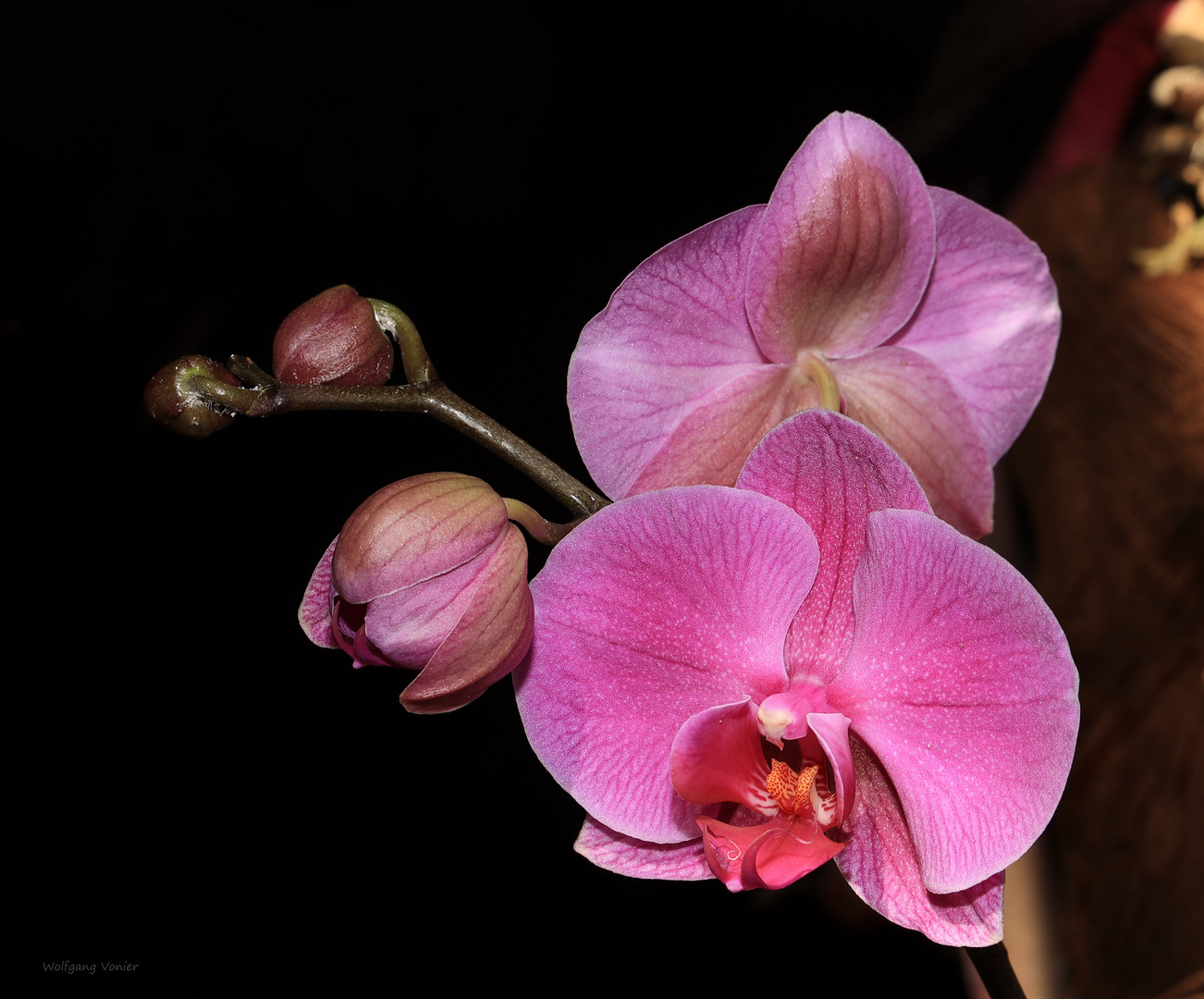 Orchideen Ausstellung auf der Insel Mainau 2022