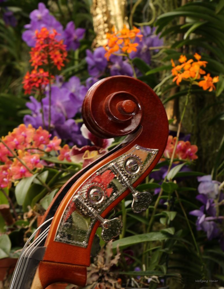 Orchideen Ausstellung auf der Insel Mainau 2022