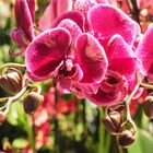 Orchideen-Ausstellung Dresden 17.3.16 (1)