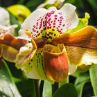 Orchideen-Ausstellung Dresden 17.3.16 (2)