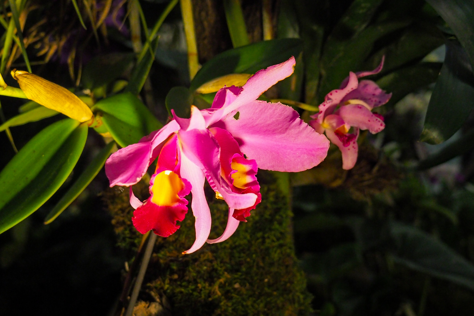 Orchideen-Ausstellung Dresden 17.3.16 (4)