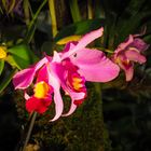 Orchideen-Ausstellung Dresden 17.3.16 (4)