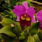 Orchideen-Ausstellung Dresden 17.3.16 (5)